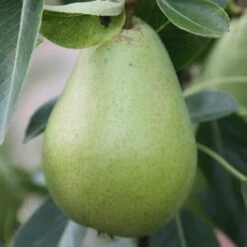 Pear 'Doyenné Du Comice'