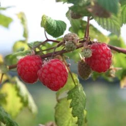 Raspberry 'Autumn Bliss'