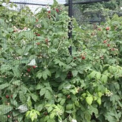 Raspberry 'Autumn Bliss' 7 Raspberry 'Autumn Bliss' -RootJoy Sales Shop pl0000001947 card4 lg