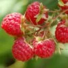 Raspberry 'Glen Ample' (PBR)