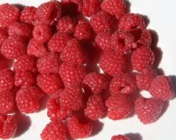 Raspberry 'Glen Ample' (PBR) 7 Raspberry 'Glen Ample' (PBR) -RootJoy Sales Shop pl0000001952 card4 lg