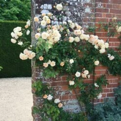 Rosa 'Buff Beauty' -RootJoy Sales Shop pl0000002335 card3 lg