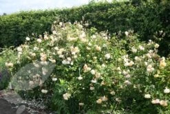 Rosa 'Buff Beauty' -RootJoy Sales Shop pl0000002335 card4 lg