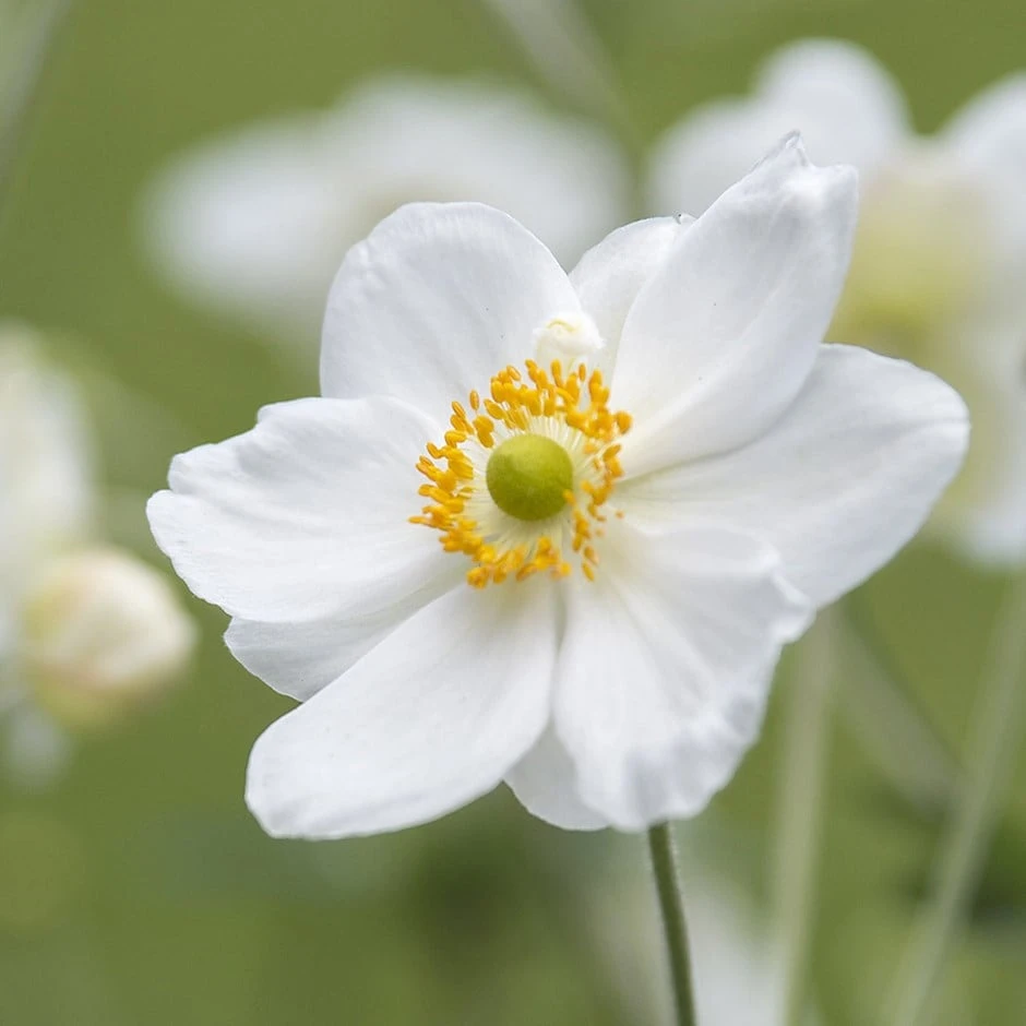 Anemone × Hybrida 'Honorine Jobert' 1 Anemone × Hybrida 'Honorine Jobert'