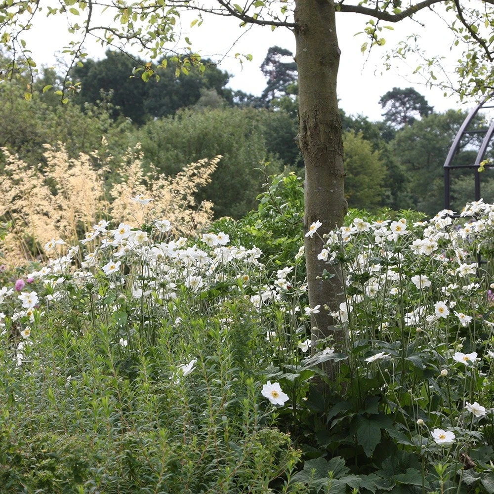 Anemone × Hybrida 'Honorine Jobert' 2 Anemone × Hybrida 'Honorine Jobert' - Image 2