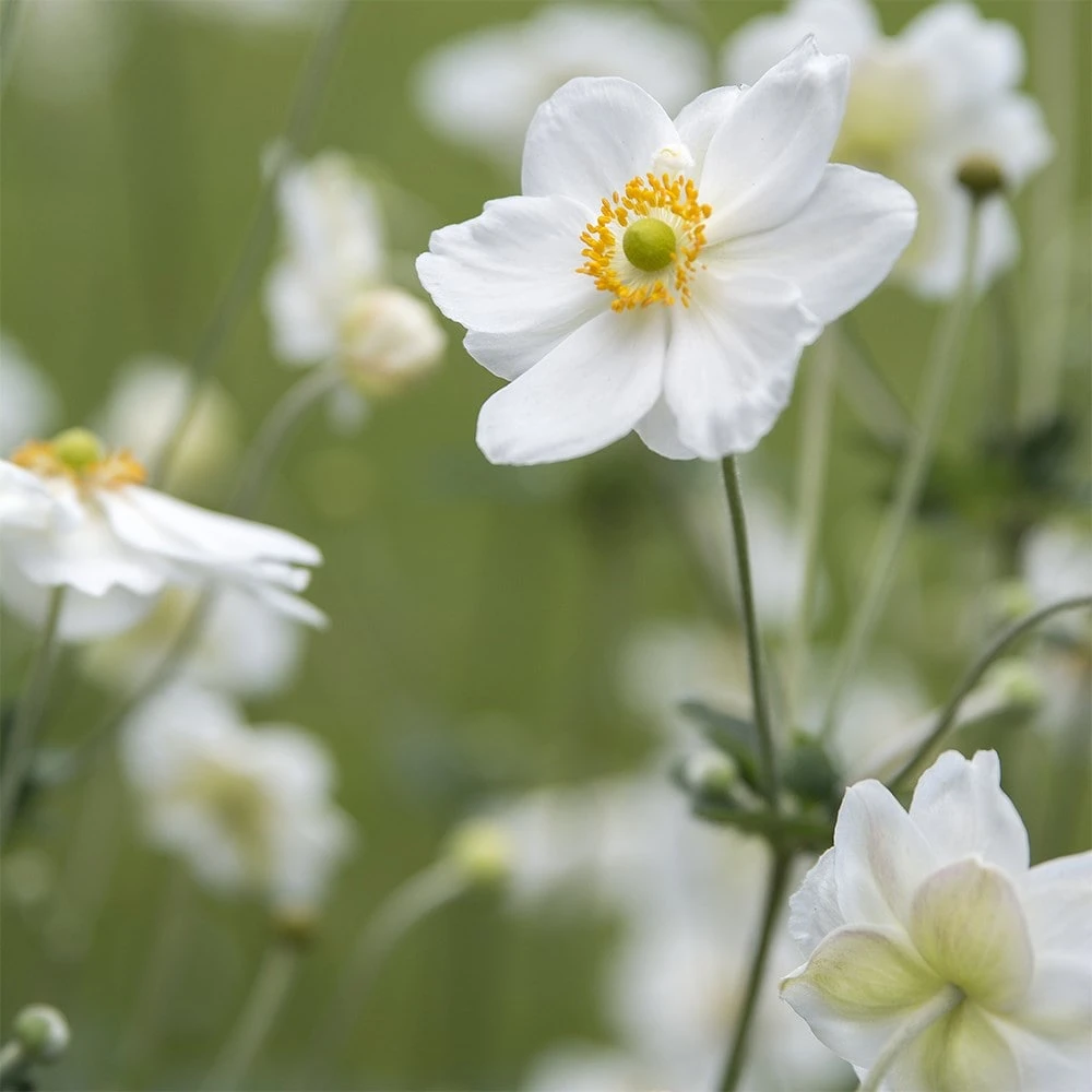 Anemone × Hybrida 'Honorine Jobert' 3 Anemone × Hybrida 'Honorine Jobert' - Image 3