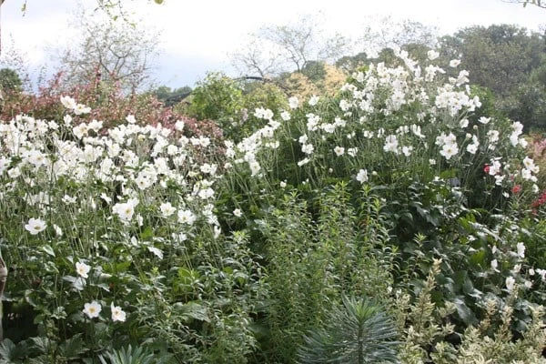 Anemone × Hybrida 'Honorine Jobert' 4 Anemone × Hybrida 'Honorine Jobert' - Image 4