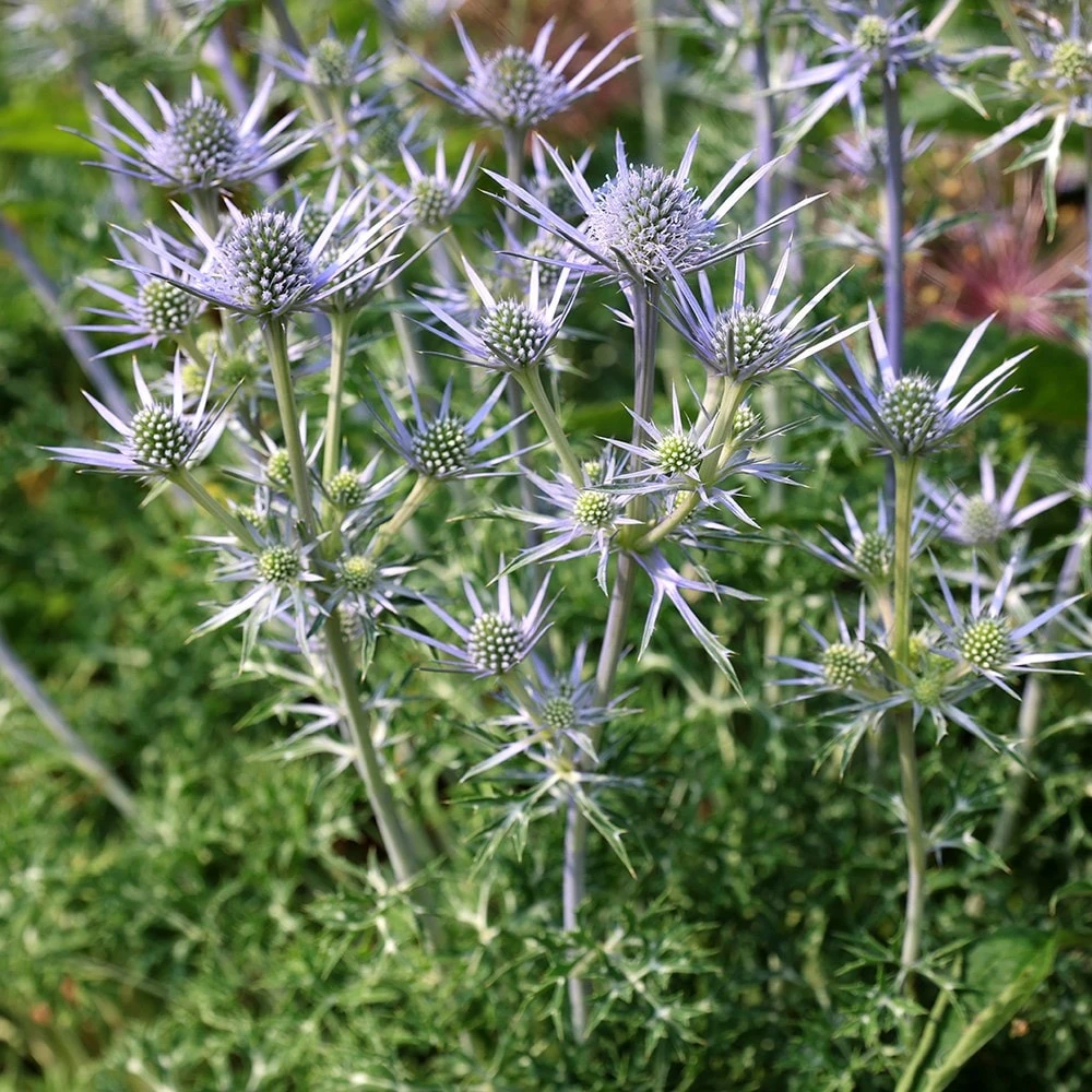 Eryngium Bourgatii 2 Eryngium Bourgatii - Image 2