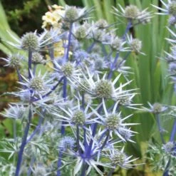 Eryngium Bourgatii 6 Eryngium Bourgatii -RootJoy Sales Shop pl0000002759 card4 lg