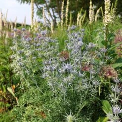 Eryngium Bourgatii 7 Eryngium Bourgatii -RootJoy Sales Shop pl0000002759 card5 lg