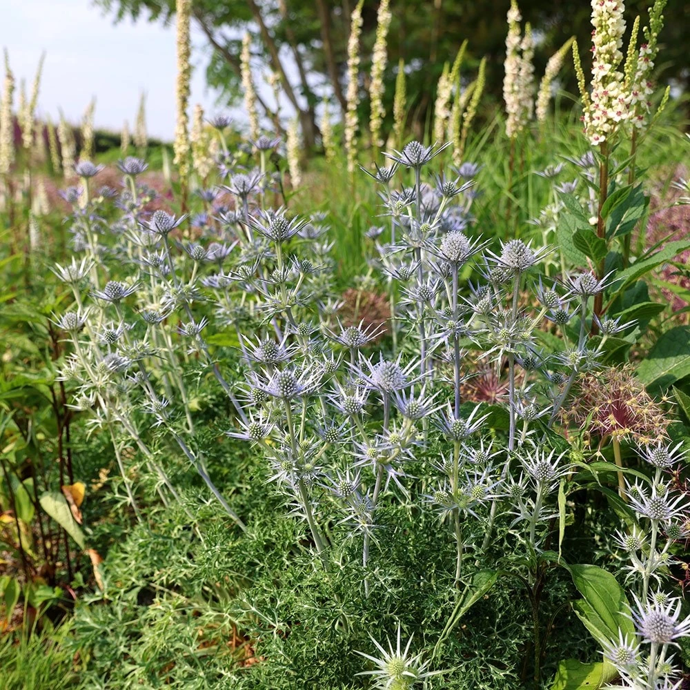 Eryngium Bourgatii 4 Eryngium Bourgatii - Image 4