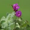 Geranium Macrorrhizum 'Bevan's Variety'
