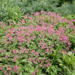 Geranium Macrorrhizum 'Bevan's Variety' -RootJoy Sales Shop pl0000002840 card2 lg