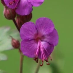 Geranium Macrorrhizum 'Bevan's Variety' -RootJoy Sales Shop pl0000002840 card3 lg