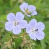 Geranium Pratense 'Mrs Kendall Clark'