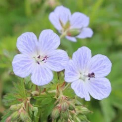 Geranium Pratense 'Mrs Kendall Clark'