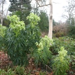 New Arrival -RootJoy Sales Shop pl0000002909 card2 lg