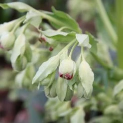 Helleborus Foetidus -RootJoy Sales Shop pl0000002909 card3 lg