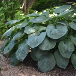 Hosta Sieboldiana Var. Elegans