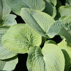 Hosta Sieboldiana Var. Elegans -RootJoy Sales Shop pl0000003020 card3 lg