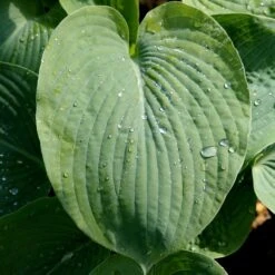 Hosta Sieboldiana Var. Elegans -RootJoy Sales Shop pl0000003020 card4 lg