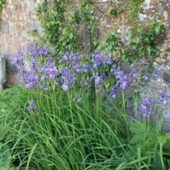 Iris 'Tropic Night' -RootJoy Sales Shop pl0000003109 card2 lg