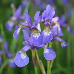 Iris 'Tropic Night' -RootJoy Sales Shop pl0000003109 card3 lg