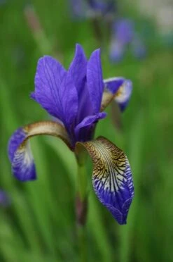 Iris 'Tropic Night' -RootJoy Sales Shop pl0000003109 card4 lg