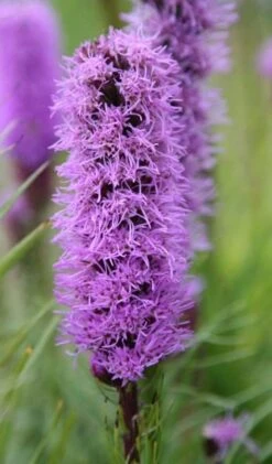 Liatris Spicata 'Kobold' 6 Liatris Spicata 'Kobold' -RootJoy Sales Shop pl0000003153 card3 lg