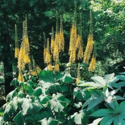 Ligularia 'The Rocket'