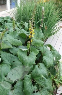 Ligularia 'The Rocket' -RootJoy Sales Shop pl0000003160 card3 lg