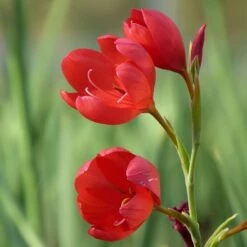 Hesperantha Coccinea 'Major'
