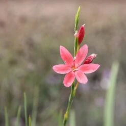 Hesperantha Coccinea 'Major' -RootJoy Sales Shop pl0000003579 card3 lg