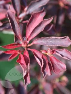 Enkianthus Campanulatus 9 Enkianthus Campanulatus -RootJoy Sales Shop pl0000003778 card4 lg