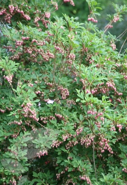 Enkianthus Campanulatus 6 Enkianthus Campanulatus - Image 6