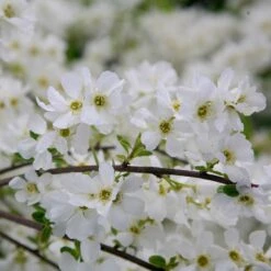 Exochorda ร Macrantha 'The Bride'