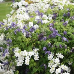Exochorda × Macrantha 'The Bride' -RootJoy Sales Shop pl0000003839 card3 lg