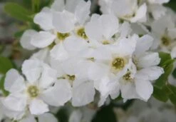Exochorda × Macrantha 'The Bride' -RootJoy Sales Shop pl0000003839 card4 lg