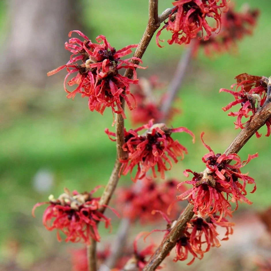 Hamamelis × Intermedia 'Diane' 1 Hamamelis × Intermedia 'Diane'