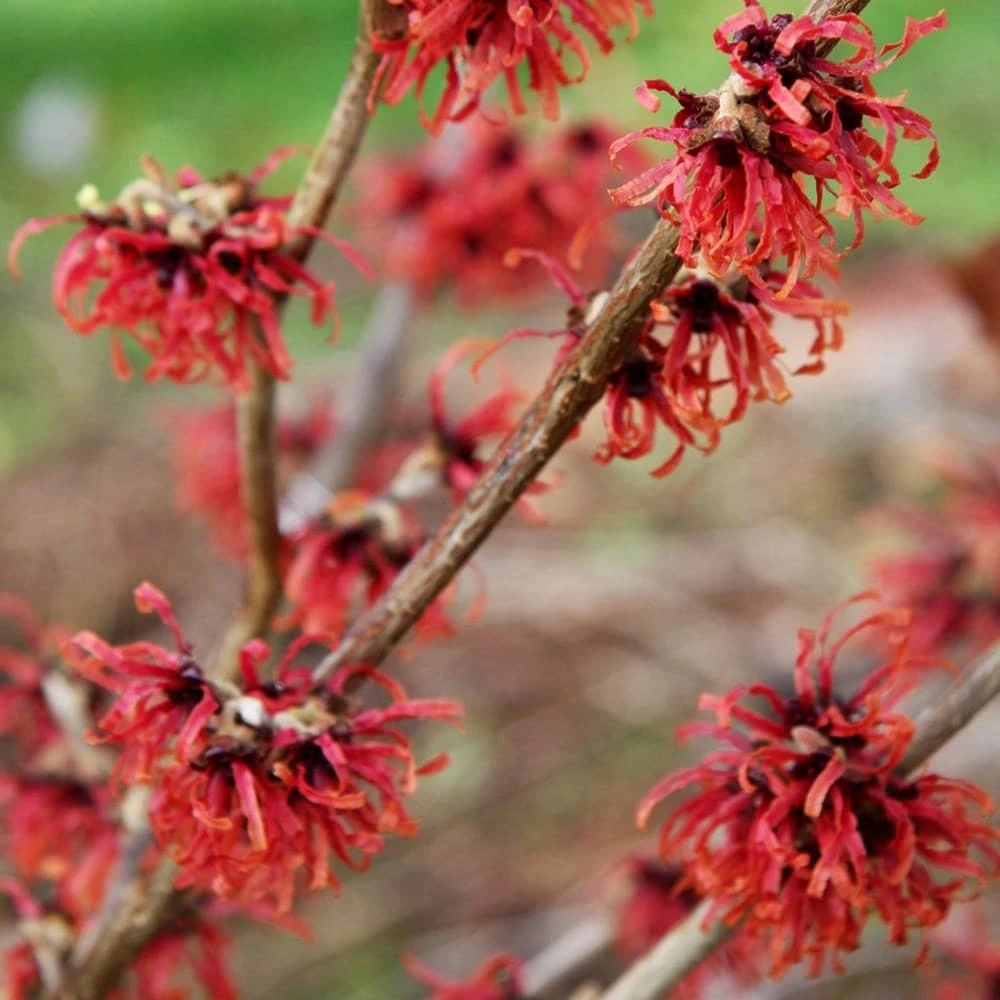 Hamamelis × Intermedia 'Diane' 4 Hamamelis × Intermedia 'Diane' - Image 4