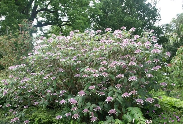Hydrangea Aspera 'Villosa Group' 2 Hydrangea Aspera 'Villosa Group' - Image 2