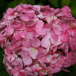 Hydrangea 'Preziosa'