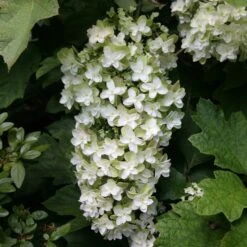 Hydrangea Quercifolia Snowflake ('Brido')
