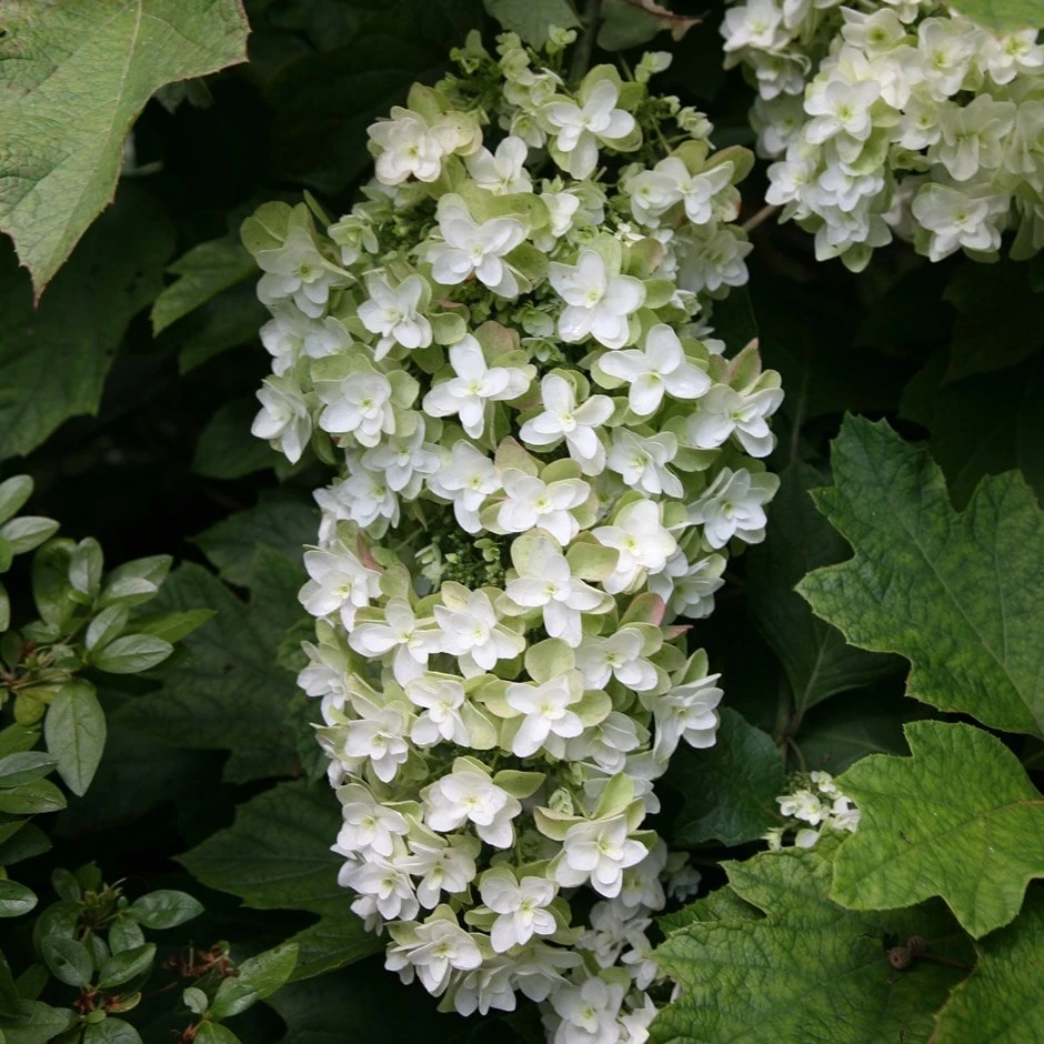 Hydrangea Quercifolia Snowflake ('Brido') 1 Hydrangea Quercifolia Snowflake ('Brido')