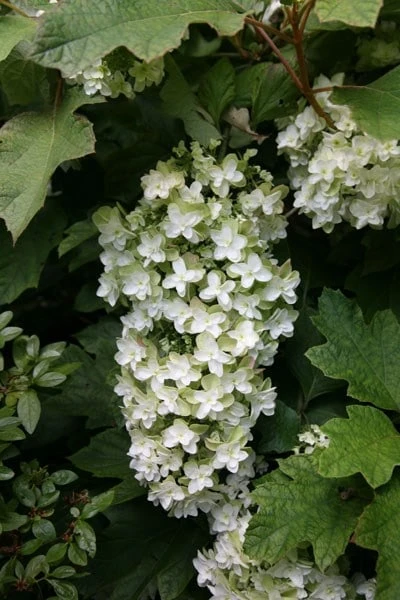 Hydrangea Quercifolia Snowflake ('Brido') 2 Hydrangea Quercifolia Snowflake ('Brido') - Image 2
