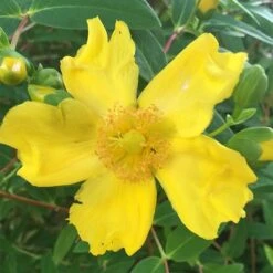 Hypericum × Hidcoteense 'Hidcote' -RootJoy Sales Shop pl0000004004 card3 lg