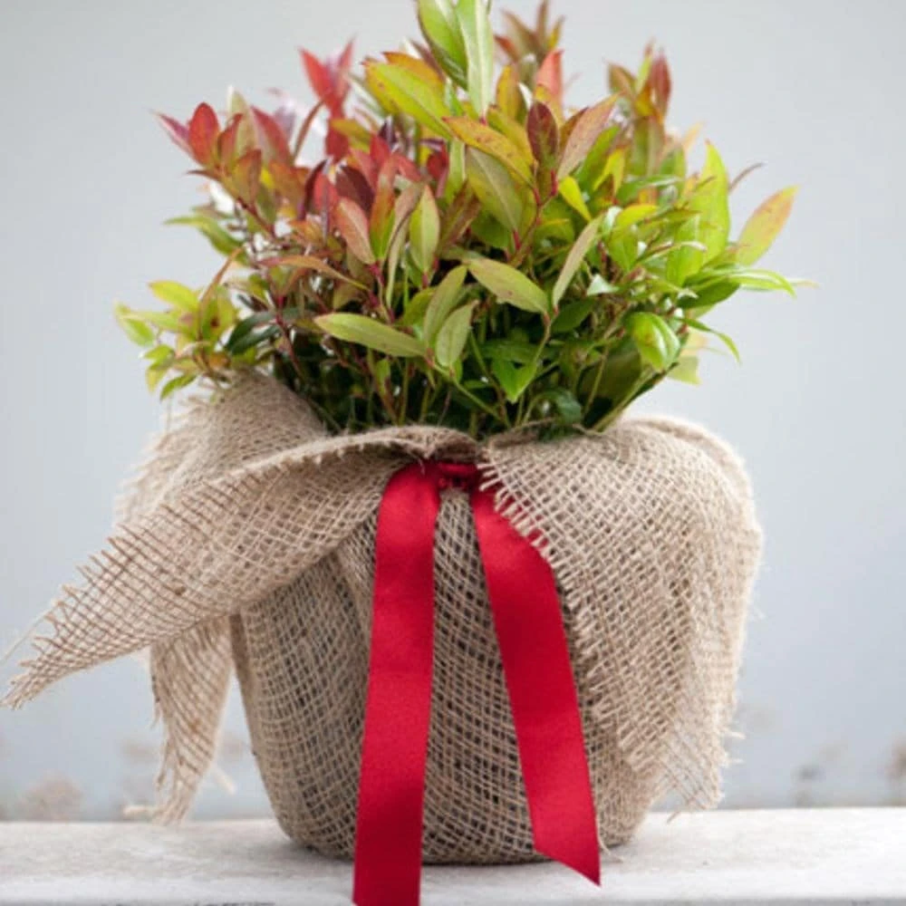 Leucothoe Scarletta ('Zeblid') 2 Leucothoe Scarletta ('Zeblid') - Image 2