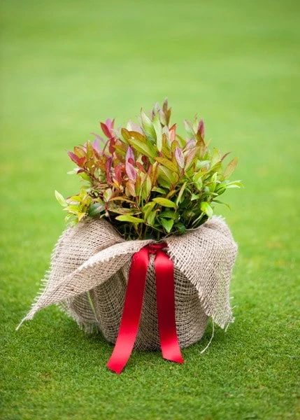 Leucothoe Scarletta ('Zeblid') 4 Leucothoe Scarletta ('Zeblid') - Image 4