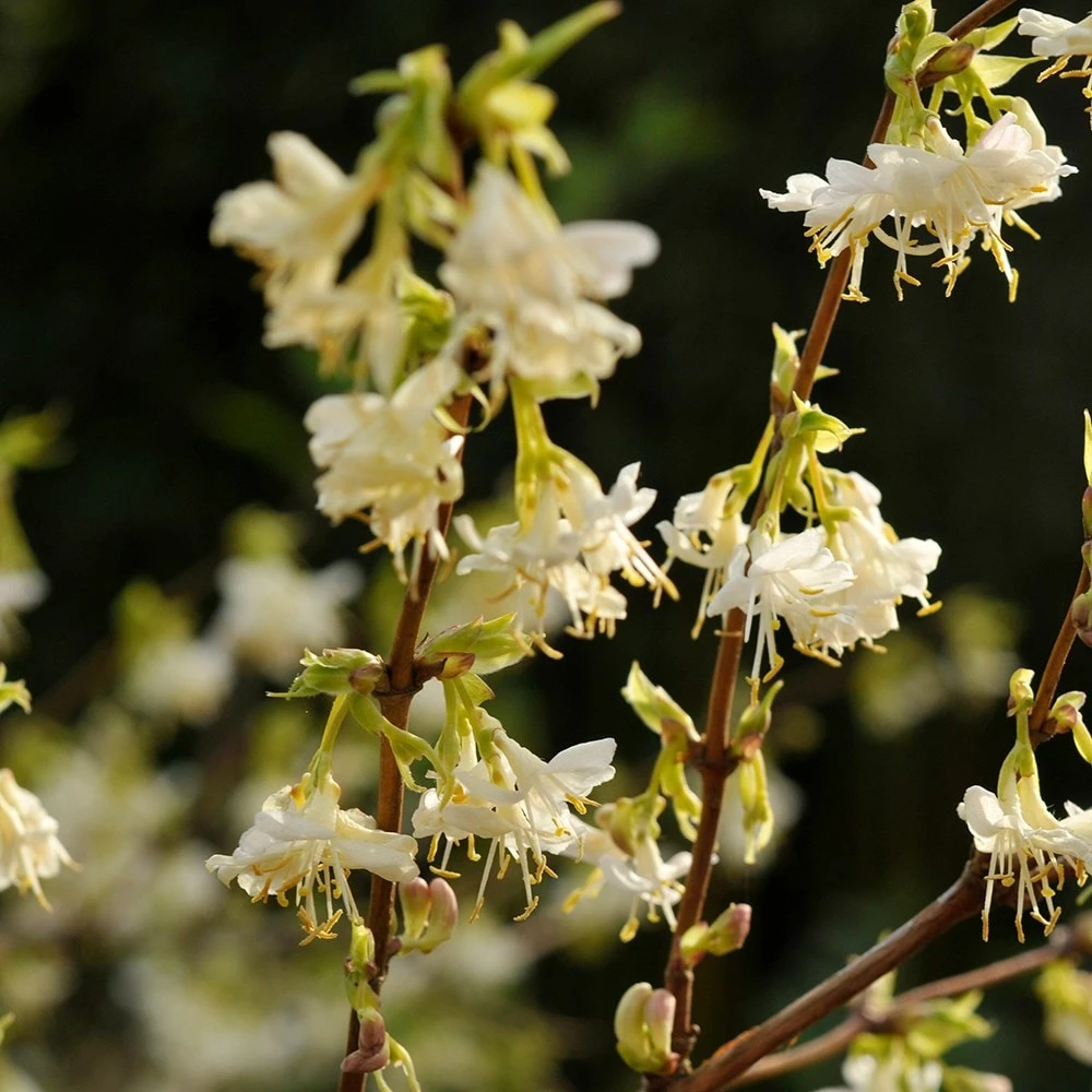 Lonicera Fragrantissima 2 Lonicera Fragrantissima - Image 2