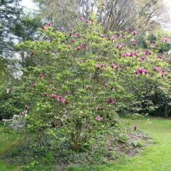 Magnolia Liliiflora 'Nigra' -RootJoy Sales Shop pl0000004135 card3 lg